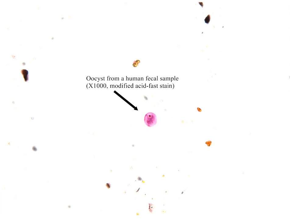 term image