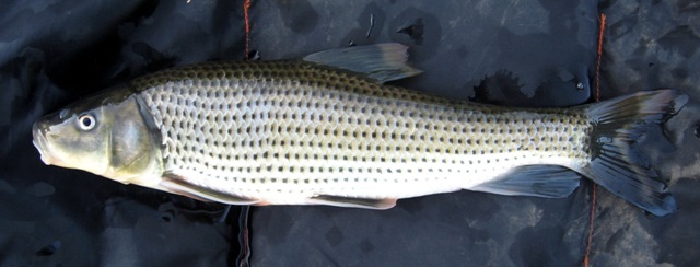 <p>Spotted sucker</p>