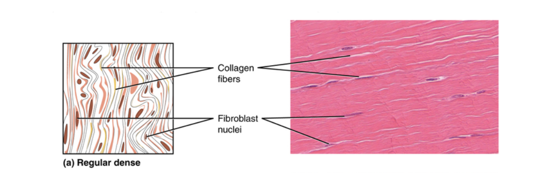 <p>Consists of collagenous fibers packed into parallel bundles</p>