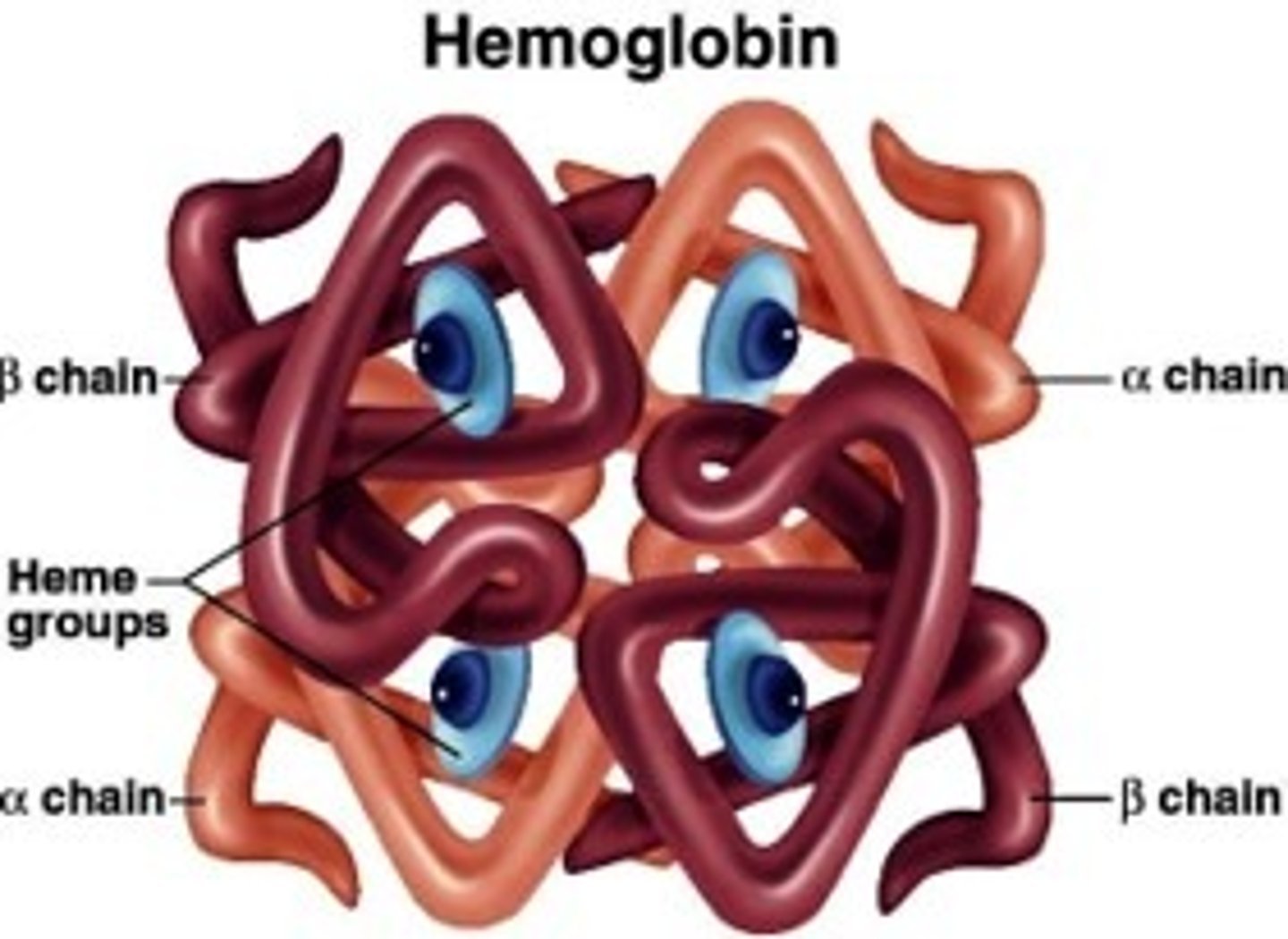 <p>Four heme and four globin chains</p>