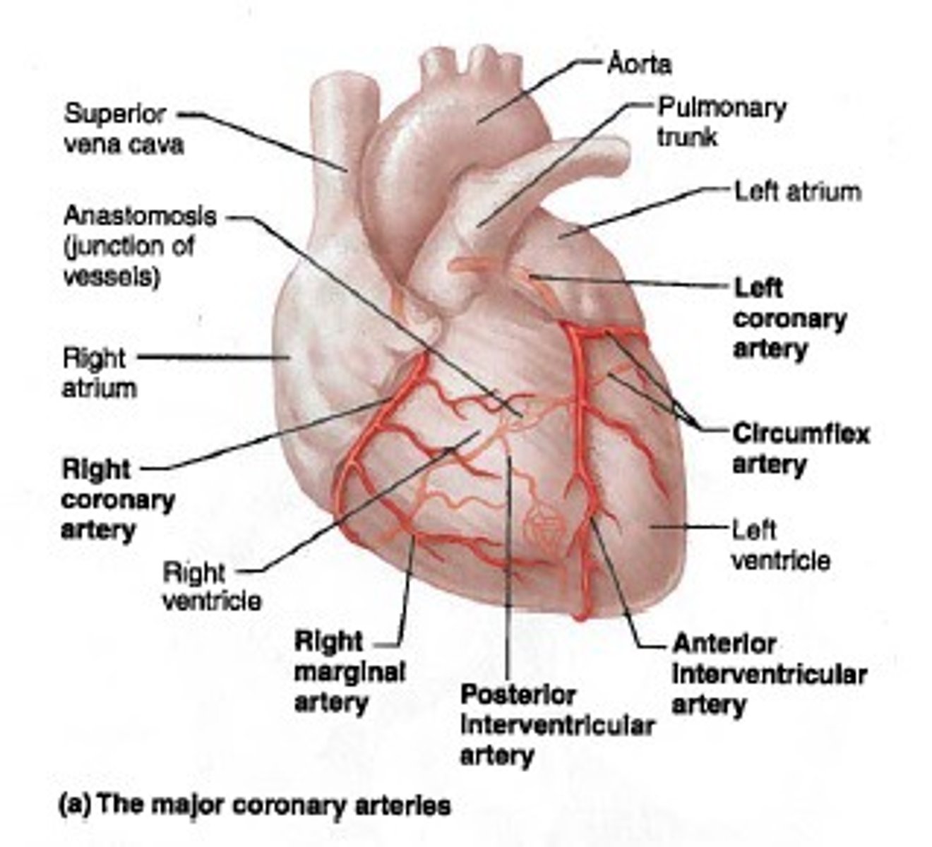 <p>ID vessel</p><p>( next to left auricle)</p>