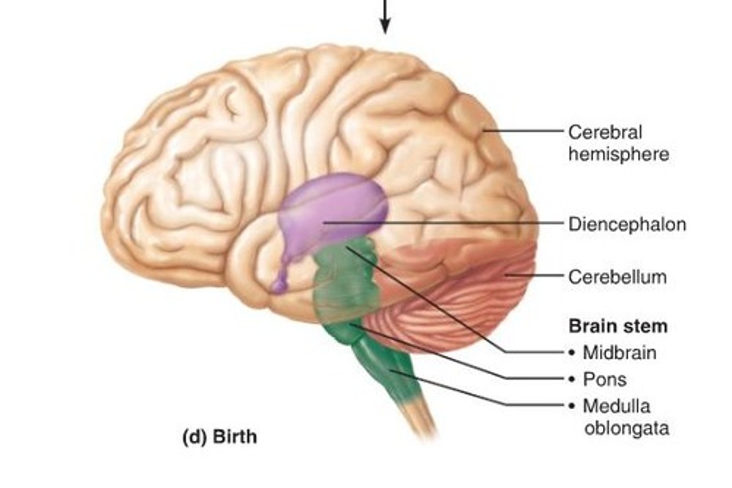 <p>Cerebrum, diencephalon, cerebellum, and brainstem (midbrain, pons, and medulla oblongata).</p>