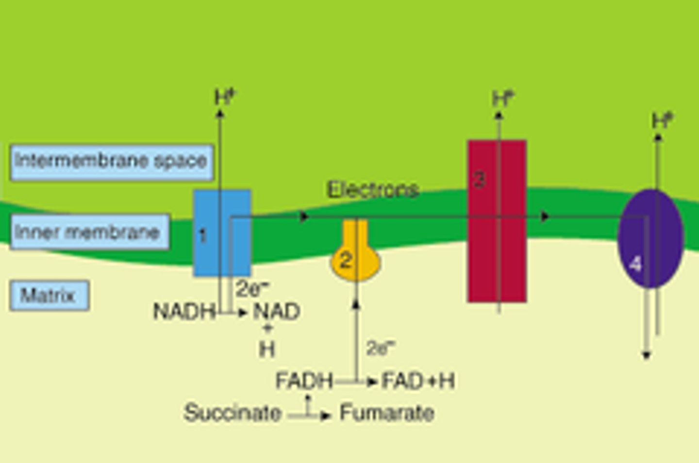 <p>Consists of a series of molecules built into the inner membrane of the mitochondria (or plasma membrane of prokaryotes)</p>