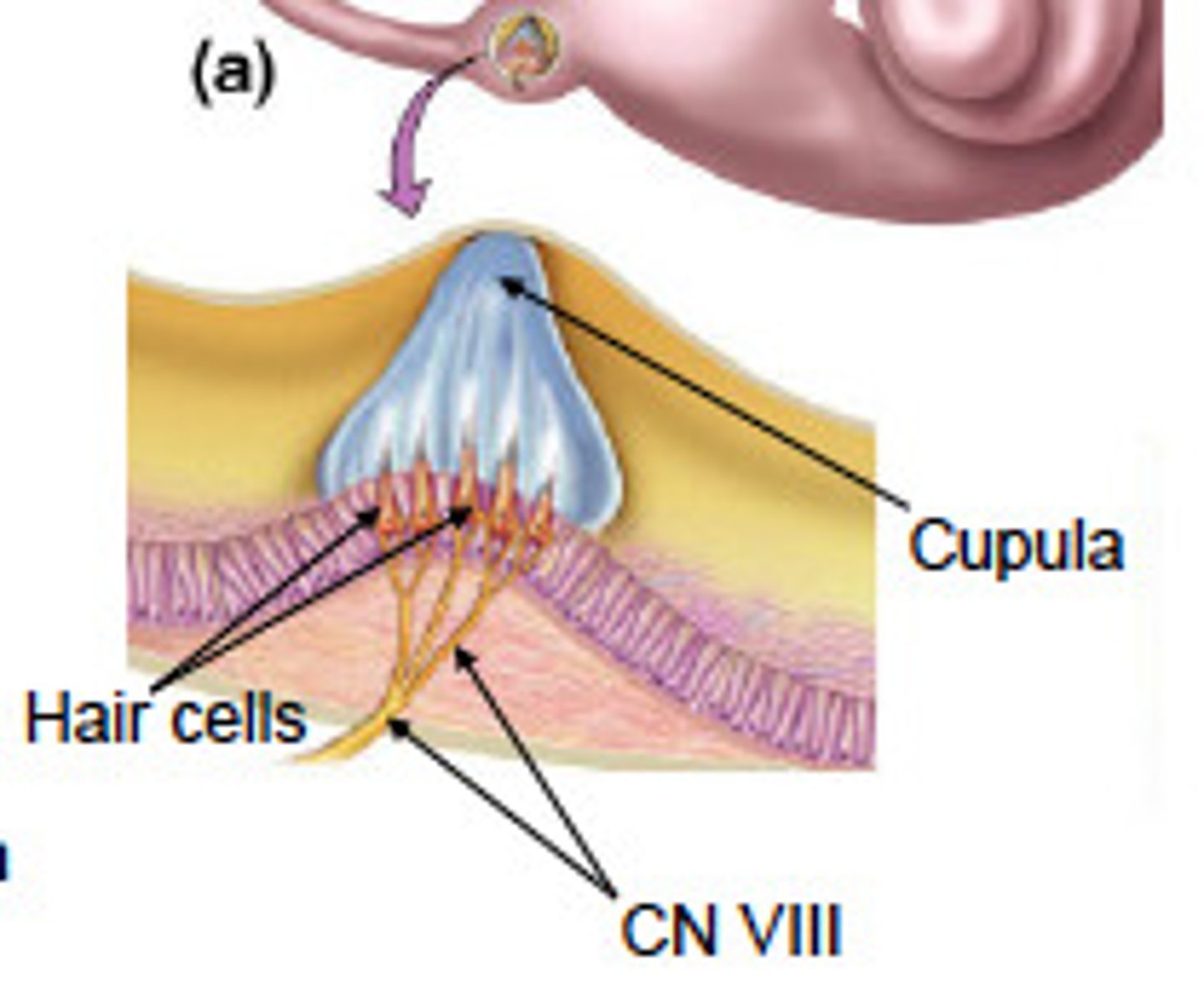 <p>The part inside the Ampullar that helps tell balance when moving</p>