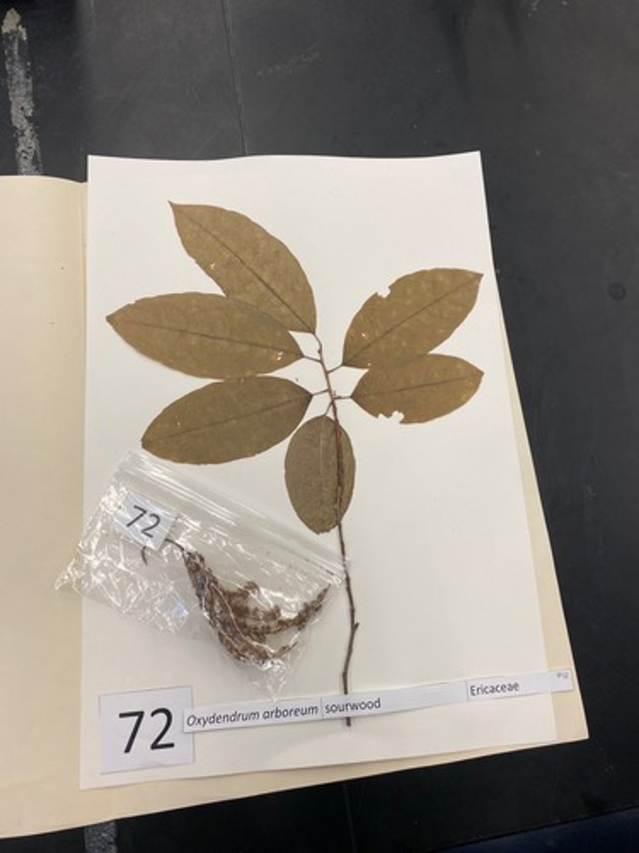 <p>Oxydendrum arboreum (Ericaceae)</p>