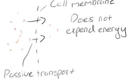 <p>Diffusion across cell membrane; cell does not expend energy</p><p>Simple diffusion across a membrane</p>