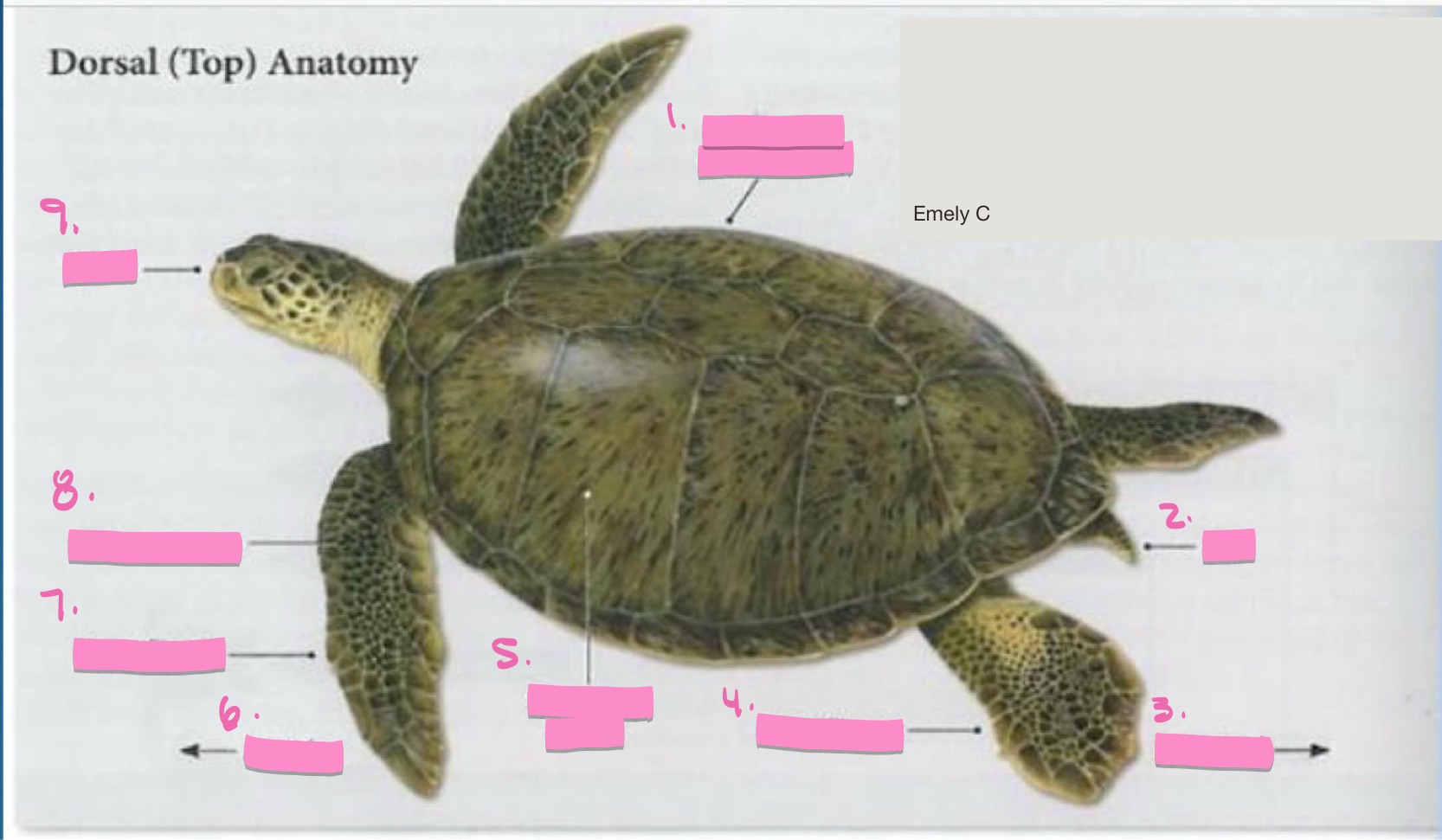 <p>Label the figure</p>