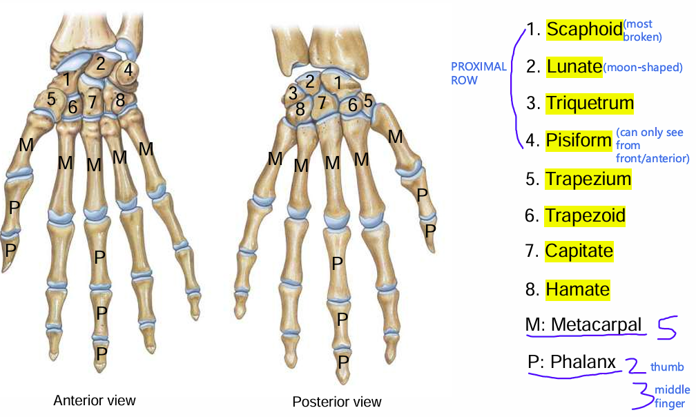 <ul><li><p>Scaphoid</p></li><li><p>Lunate</p></li><li><p>Triquetrum</p></li><li><p>Pisiform</p></li><li><p>Trapezium</p></li><li><p>Trapezoid</p></li><li><p>Capitate</p></li><li><p>Hamate</p></li></ul><p> M: Metacarpal</p><p> P: Phalanx</p>