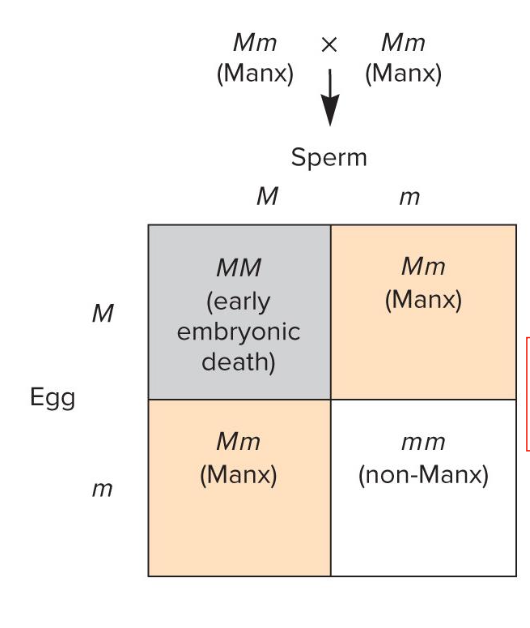 <ul><li><p>ex., manx cat</p><ul><li><p>dominant mutation that affects the spine and shortens the tail</p></li><li><p>this allele is lethal as a homozygote</p></li><li><p>1:2 ratio of kittens that are born</p><ul><li><p>Rather than expected 3:1 (since AA is not present to be phenotyped)</p></li></ul></li></ul></li></ul><p></p>