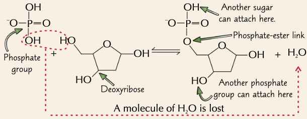 <p>bound formed in condensation reaction which hold phosphate sugar back bone together, between OH groups</p>