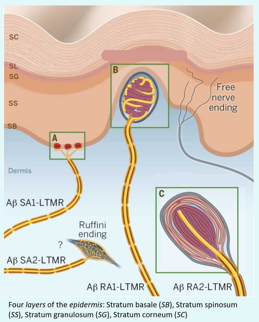 <p>What type of mechanoreceptor is C?</p>