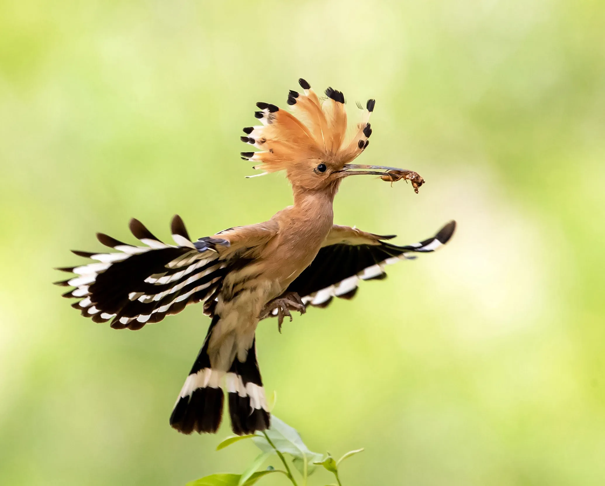 <p>Hoopoes</p>