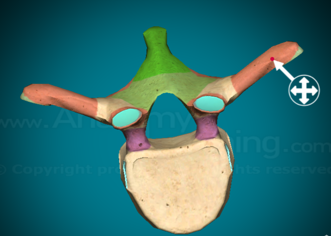 <p>the large, bilateral projections that come out at an angle</p>