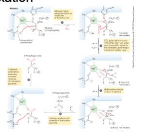 * The five steps are…

  
  1. Enolate formation
  2. CO2 nucleophilic attack by enolate
  3. Hydroxylation at C3 carbonyl
  4. Cleavage
  5. Carbanion protonation