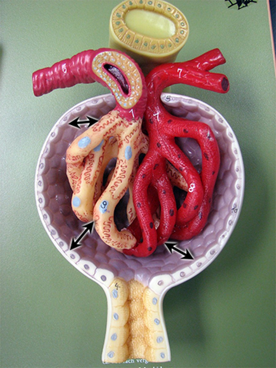 <p>Erythrocytes</p>