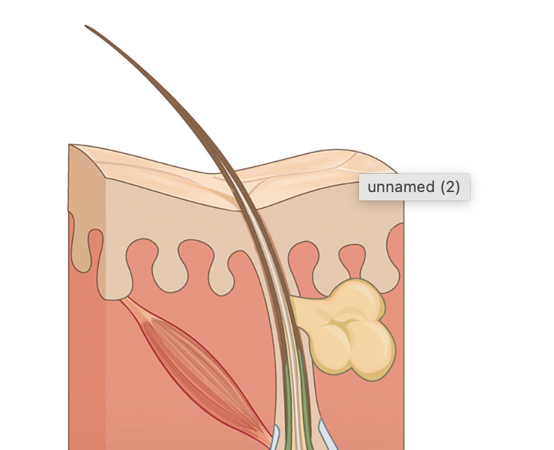 <p>dermal papillae (papillary layer)</p>