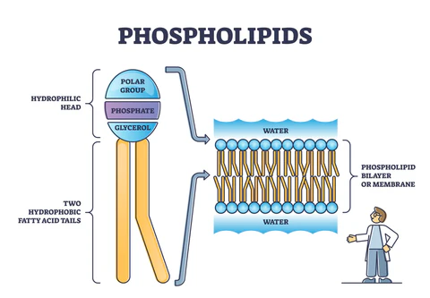 <ul><li><p>they self-assemble into double-layered structures called bilayers</p><ul><li><p>this allows them to form the cell membrane</p></li></ul></li></ul><p></p>