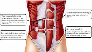 <p>origin: from the inguinal ligament, costal cartilages 7-12, the iliac crest and thoracolumbar fascia</p><p>insertion: inserts onto the conjoint tendon, xiphoid process, linea alba and the pubic crest</p>