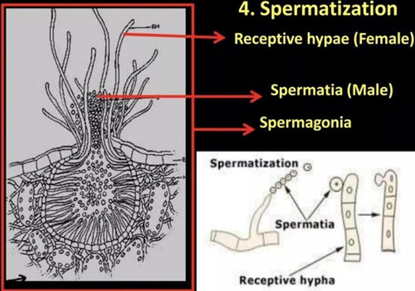 <p>Transfer of male cells (spermatia) to a receptive hypha</p>