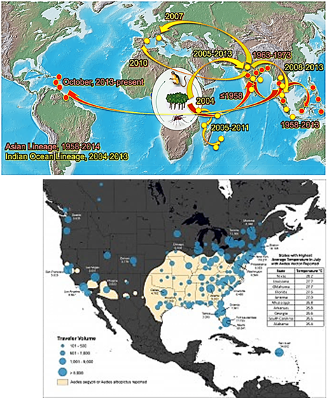 <p>A <strong>single point mutation in the E1 glycoprotein</strong> allowed the virus to expand to <strong>Aedes albopictus</strong>, which is more aggressive, feeds all day, and tolerates cooler temperatures, increasing the virus's potential for spread.</p>
