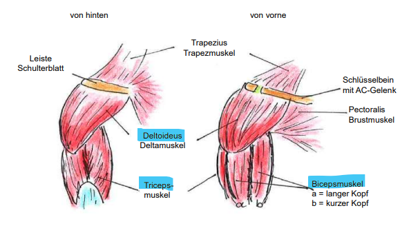 <p>Schultermuskulatur</p><ul><li><p>Muskulär geführt</p></li><li><p>sehr beweglich</p></li></ul><p></p>