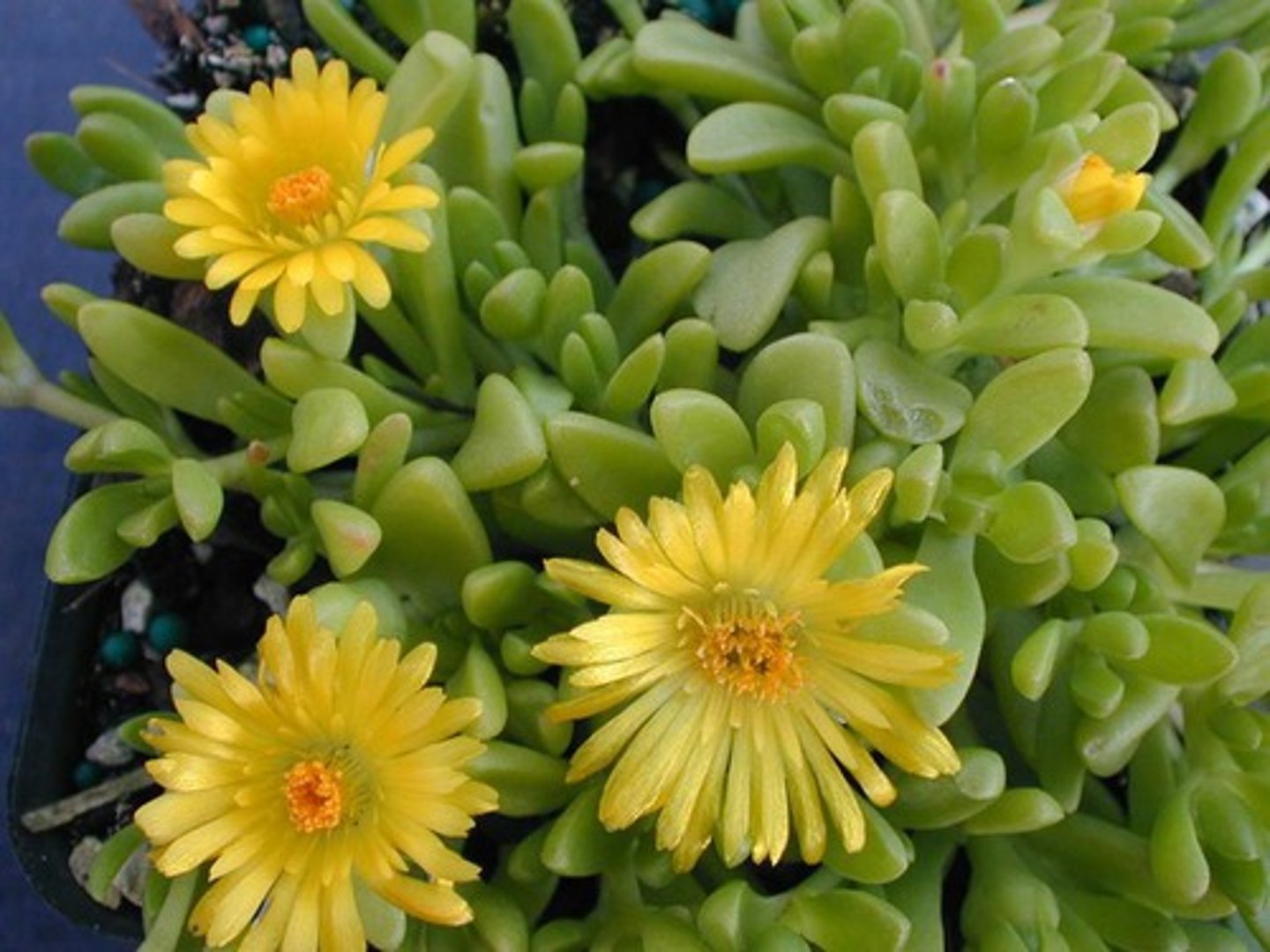 <p>A low-growing, succulent groundcover with fleshy, green, finger-like leaves</p><p>Daisy-like flowers in shades of pink, purple, or yellow that shimmer as if covered in ice crystals</p><p>Delosperma is known for its drought and heat tolerance, making it a good choice for dry, sunny areas.</p>