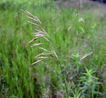 Smooth brome