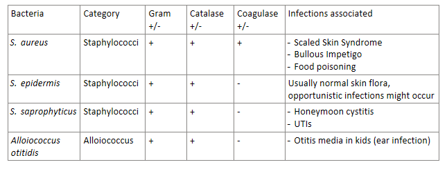 <p>STAPH-COCCI BACTERIA REVIEW:</p><p>(grouped in Allo bc it’s similar)</p>