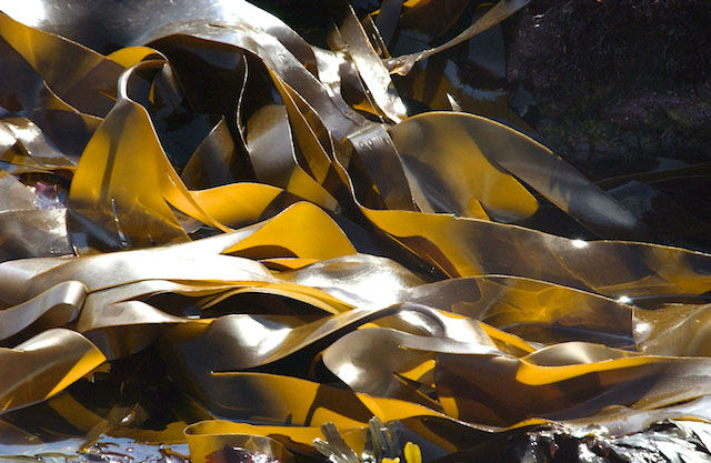 <p>Alga</p>