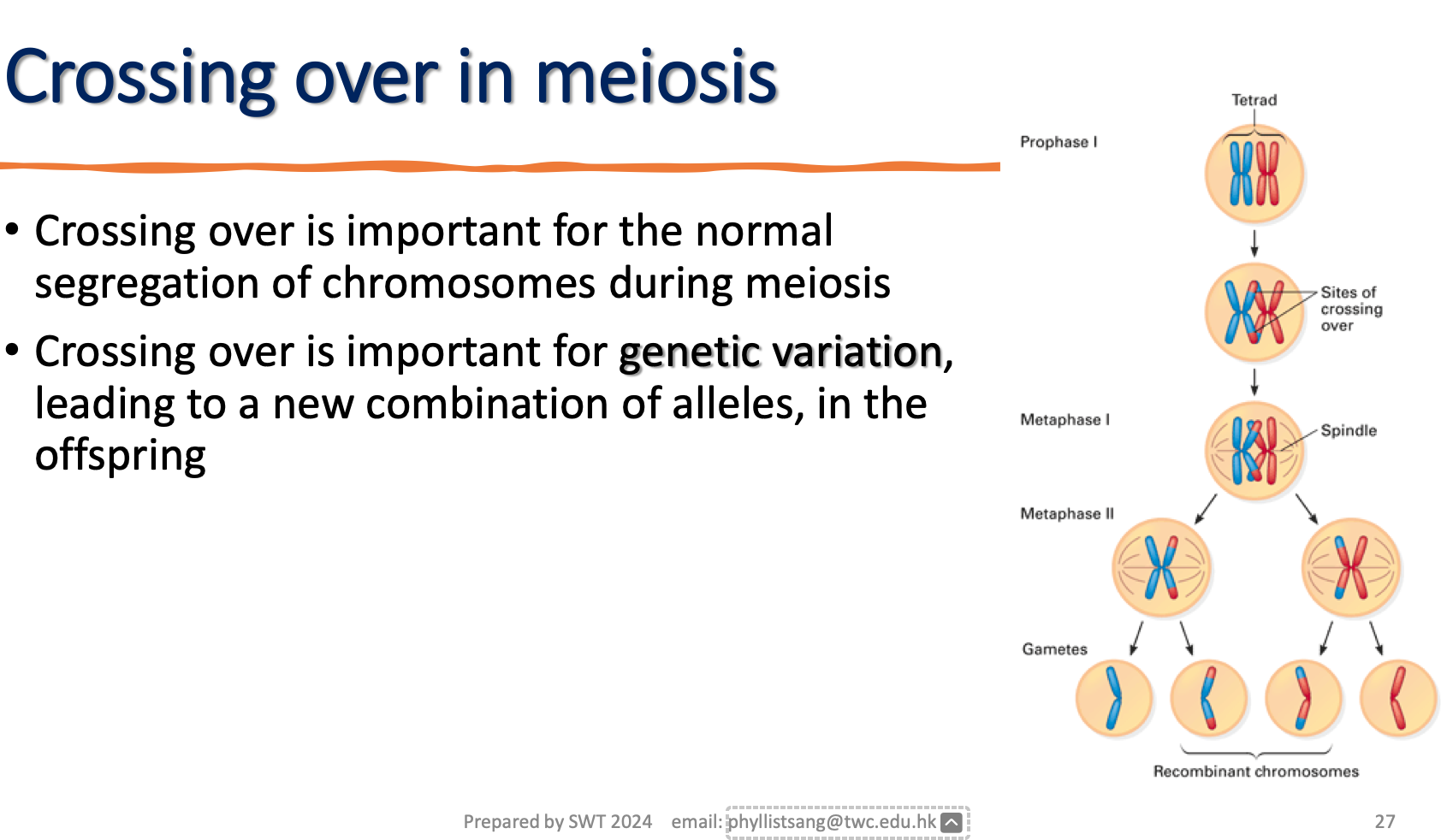 <p>describe crossing over in meiosis</p>