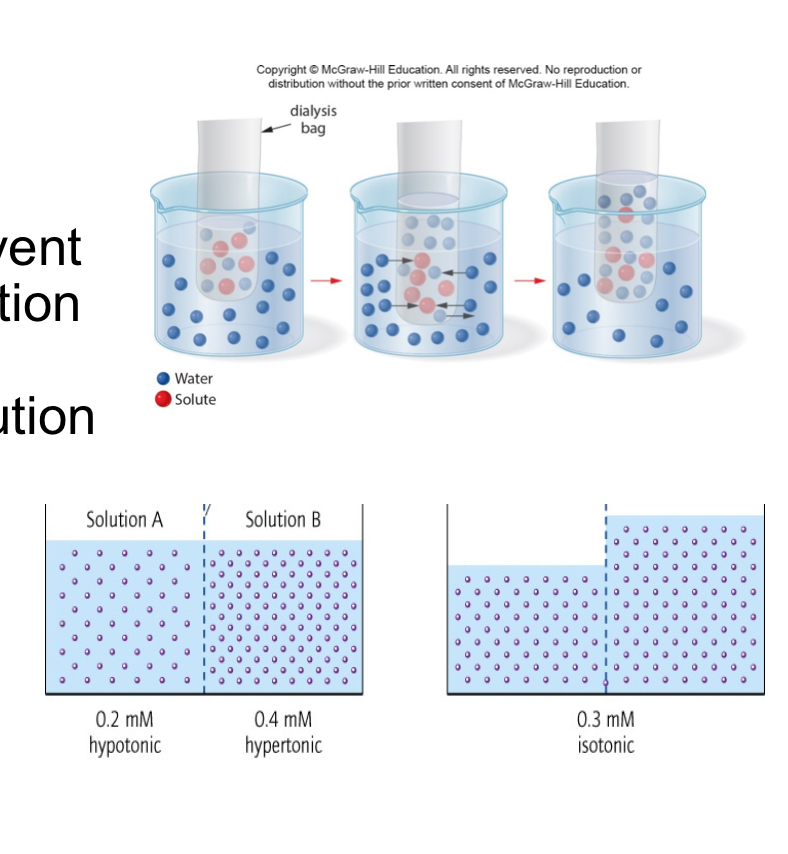 <p>Osmosis - the movement of solvent from a dilute solution to a more concentrated solution through a semipermeable membrane</p>