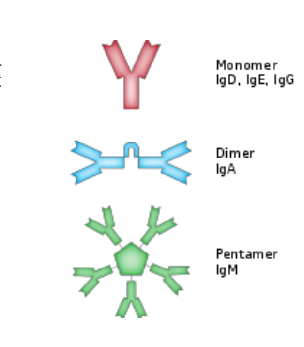 <p>malignant cells typically produce an <strong>overabundance of a single type or component of immunoglobulin</strong></p><p></p><p>called the M component-&nbsp;<strong>often first noted as hyperglobulinemia</strong></p>