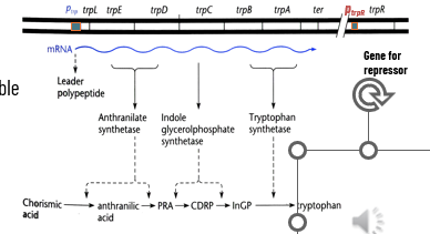 <p>tryptophan operon is negatively regulated by TrpR aporepressor</p><ul><li><p>biosynthetic (anabolic) operon does de novo synthesis of tryptophan when needed</p></li><li><p>repressor protein is aporepressor (inactive when corepressor is gone)</p></li></ul><p>5 structural genes code for enzymes responsible for synthesizing L-tryptophan</p><p>transcribed from a single promoter called Ptrp and a single strand of polycistronic RNA</p>