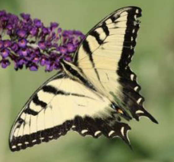 <p>what is the name of this butterfly </p>