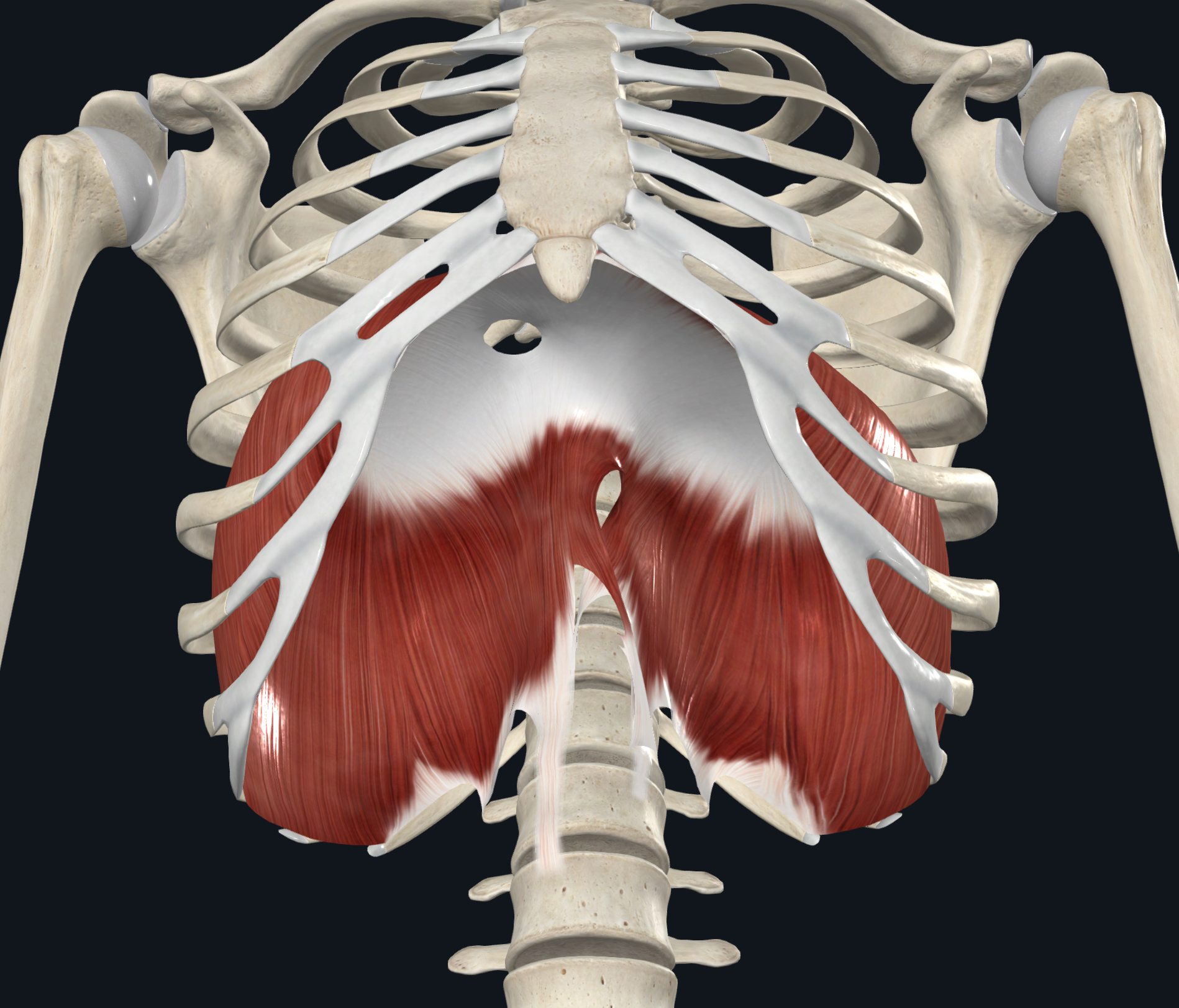 <p>Central tendon of diaphragm</p>