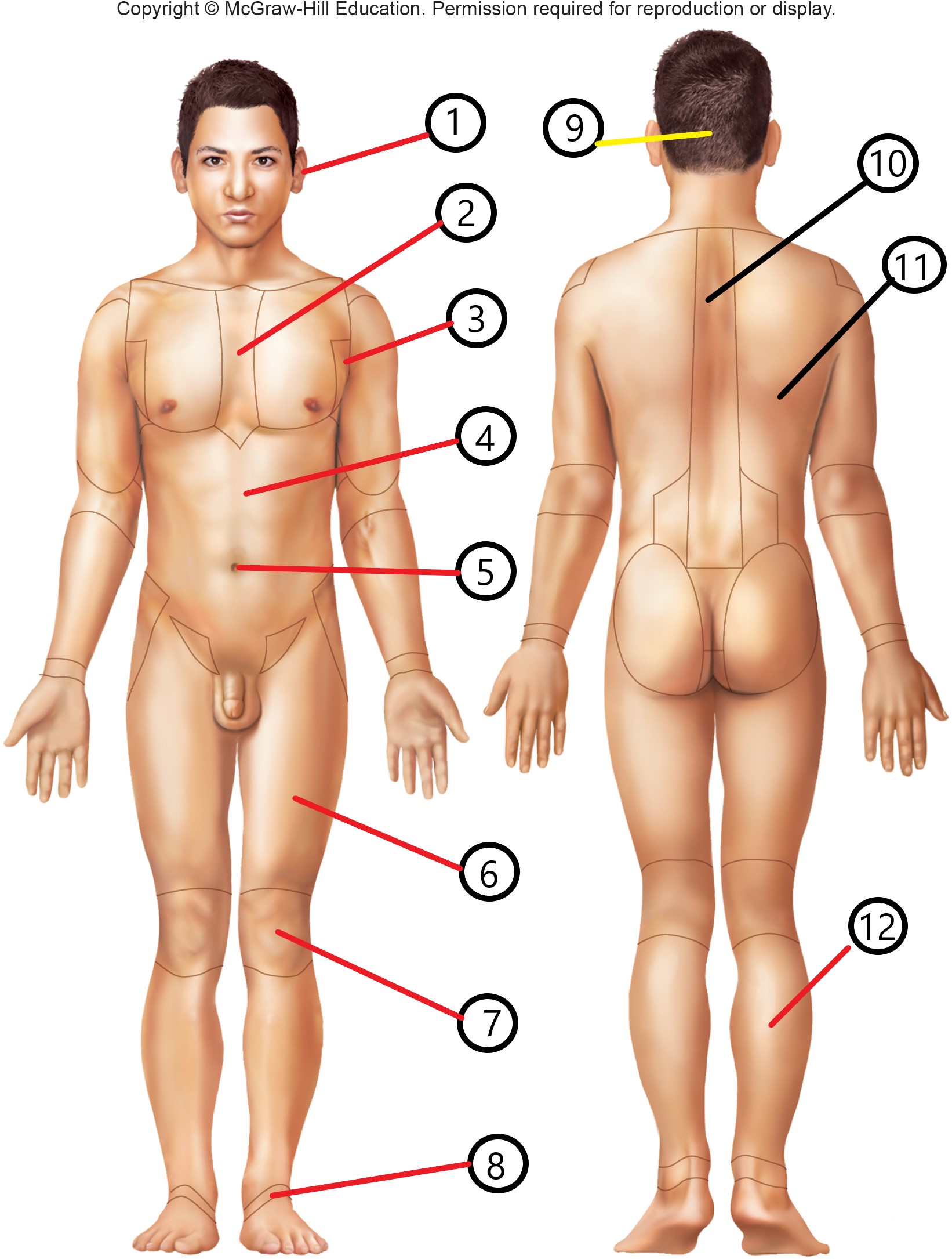 <p>11</p>