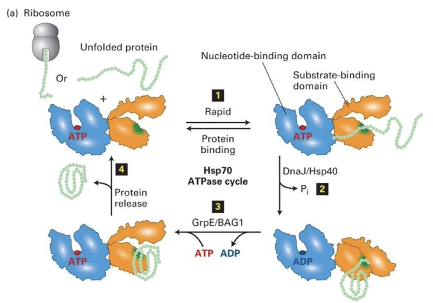 <ul><li><p class="">Composed of:</p><ul><li><p class=""><strong><mark data-color="#5fb2ff" style="background-color: #5fb2ff; color: inherit">Nucleotide-binding domain (NBD):</mark></strong> binds ATP</p></li><li><p class=""><strong><mark data-color="#ffa64e" style="background-color: #ffa64e; color: inherit">Substrate-binding domain (SBD):</mark></strong> binds hydrophobic residues on unfolded proteins</p></li></ul></li><li><p class=""><strong>Process:</strong></p><ol><li><p class="">Hsp70 binds unfolded protein</p></li><li><p class="">ATP hydrolysis to ADP (stimulated by DNAJ/Hsp40) causes conformational change</p></li><li><p class="">Protein folds</p></li><li><p class="">ADP released (assisted by GrpE/BAG1), ATP rebinds</p><ul><li><p class="">GrpE/BAG1 is the nucleotide exchange factor</p></li></ul></li><li><p class="">Folded protein released, cycle repeats<br></p></li></ol></li></ul><p></p>