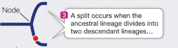 <p>A split in the tree occurs when lineage divides into two descendant lineages</p>