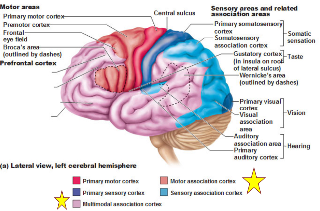 <p>multimodal, motor, and sensory</p>