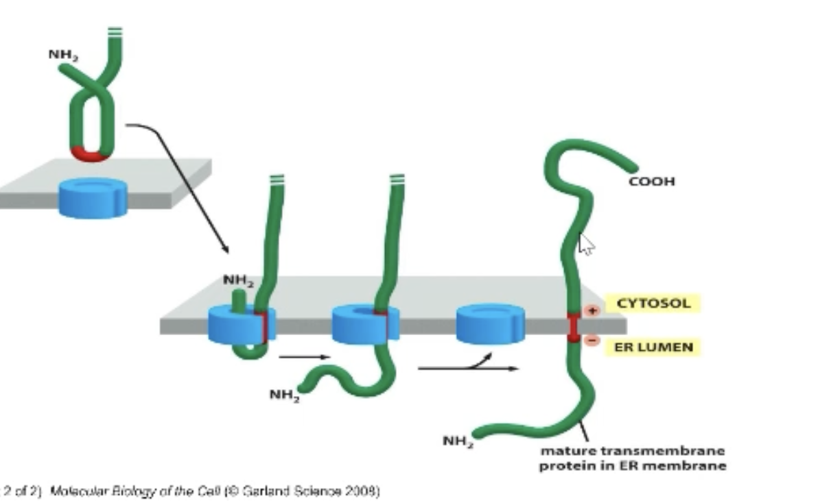 <p>Location of charged amino acid:</p><ul><li><p>The + charge will always face the cytosol! </p></li></ul><p># of transmembrane regions!</p><ul><li><p>Odd # = opposite sides of membrane </p></li><li><p> Even # = same sides of membrane</p></li></ul><p>Either N terminus or C terminus can be pushed into the lumen!</p>