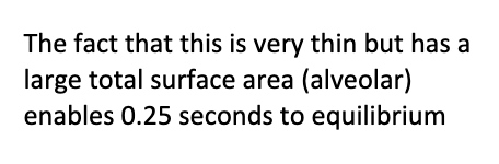 “blood-air barrier”; extremely thin alveolar wall for rapid and efficient gas exchange through simple diffusion