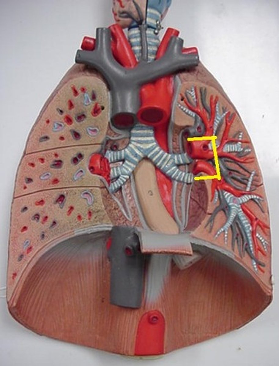<p>Also known as the root region, central area of each lung where bronchi, blood vessels, lymph vessels, and nerves enter and leave the lungs. Space where vessels enter and leave lungs</p>