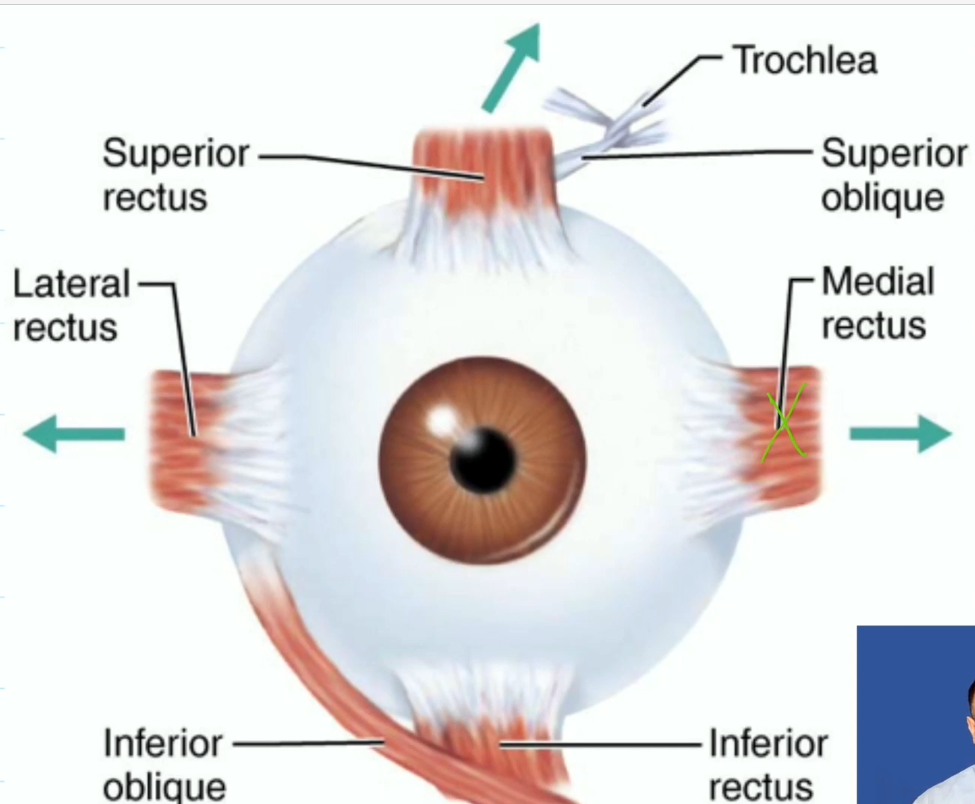 <ul><li><p>Superior Rectus, move eye up, oculomotor (third nerve)</p></li><li><p>Inferior Rectus, move eye down, oculomotor (third nerve)</p></li><li><p>Lateral Rectus, move eye laterally, abducens (sixth nerve)</p></li><li><p>Medial Rectus, move eye medially, oculomotor (third nerve)</p></li></ul><p></p>