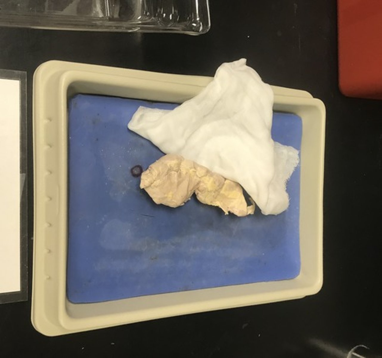 <p>Name the specimen</p>