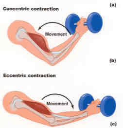 <p>isokinetic, isotonic</p>