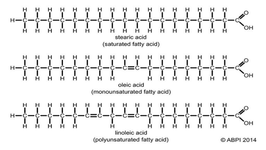 <p>Differences between saturated and unsaturated fatty acids </p>