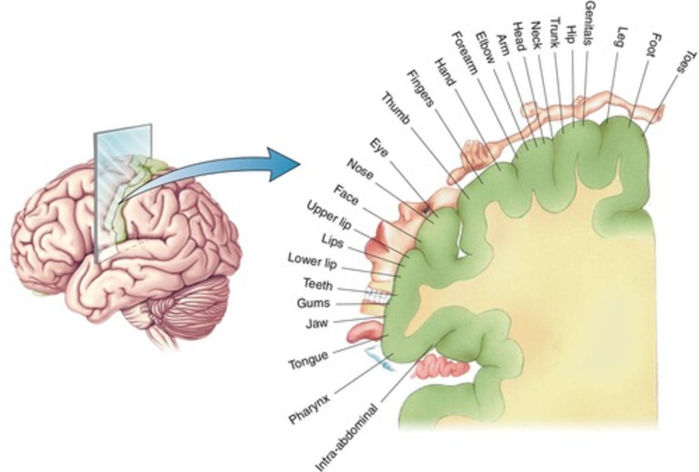 <p>It processes the location, intensity, and duration of pain.</p>