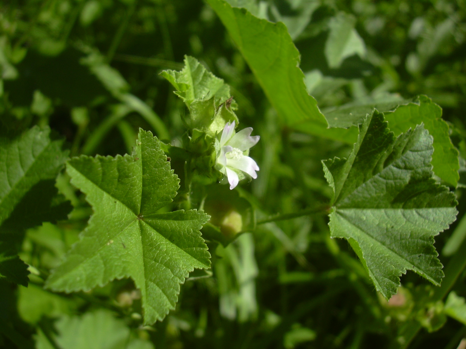 <p>What are the identifying features of the Malvaceae family?</p>