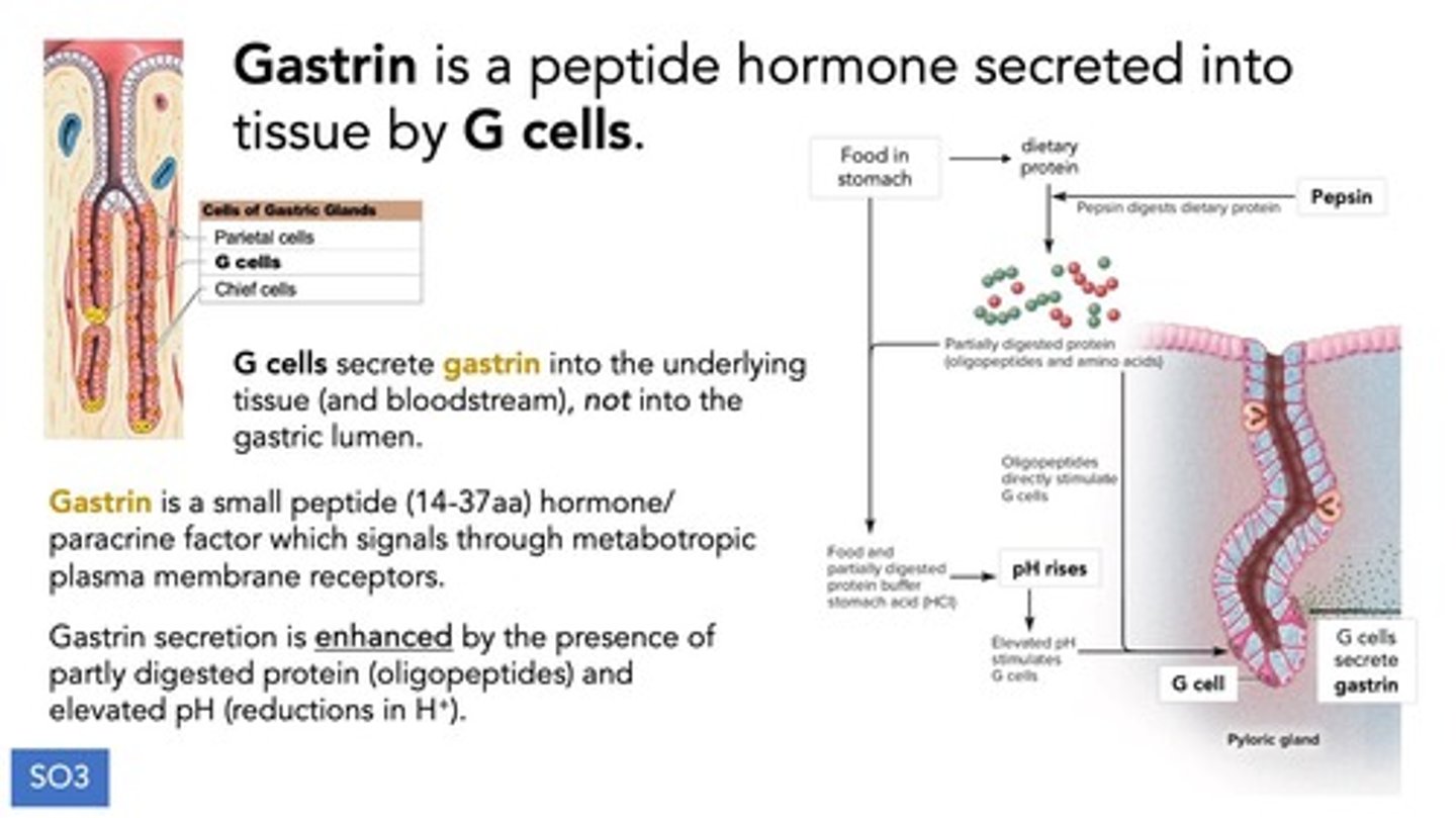 <p>Gastrin, a hormone that stimulates gastric acid secretion.</p>