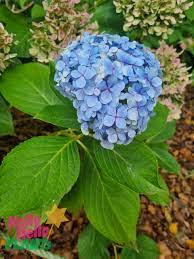 <p>Big Leaf Hydrangea</p>